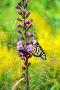 Monarch pair nectaring on liatris photo