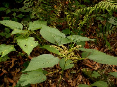 Canadian wood-nettle