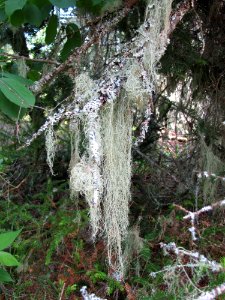 Pitted Beard Lichen at Huron National Wildlife Refuge