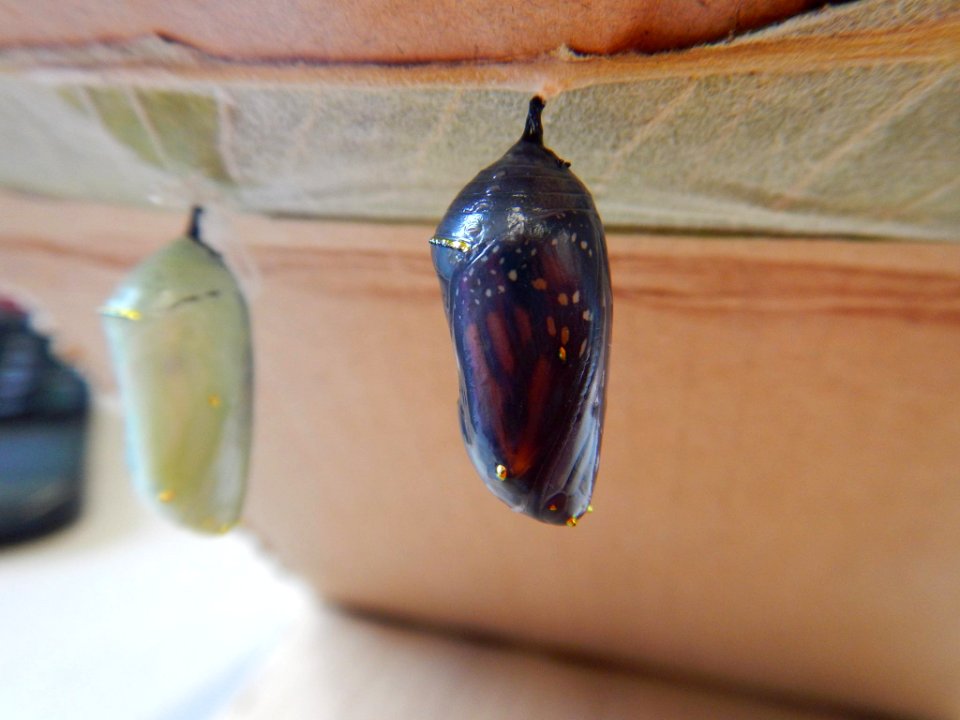 Monarch chrysalis ready to hatch on the hatchery desk