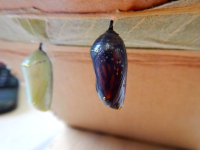 Monarch chrysalis ready to hatch on the hatchery desk