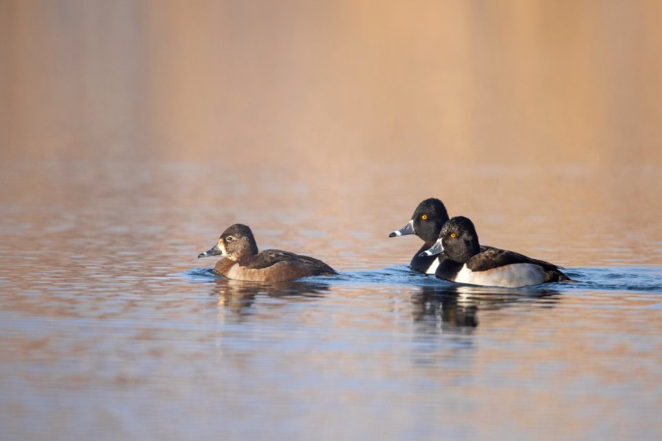 Ring-necked ducks on the water photo