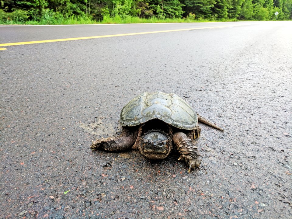 Female Common Snapping Turtle