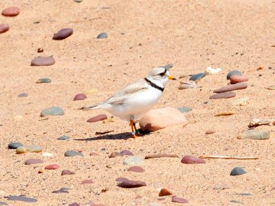 Piping Plover photo