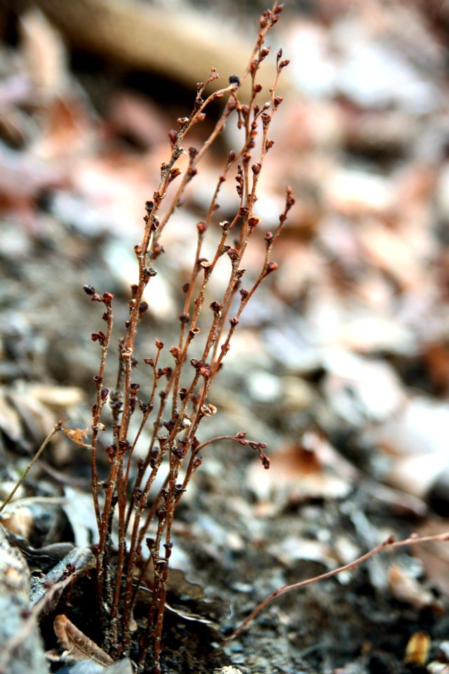 Beechdrops