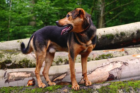 Log attention mixed breed dog