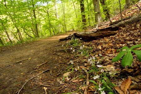 Rock Creek's Valley Trail in spring. photo