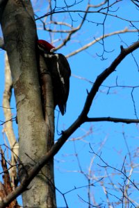 Pileated woodpecker photo