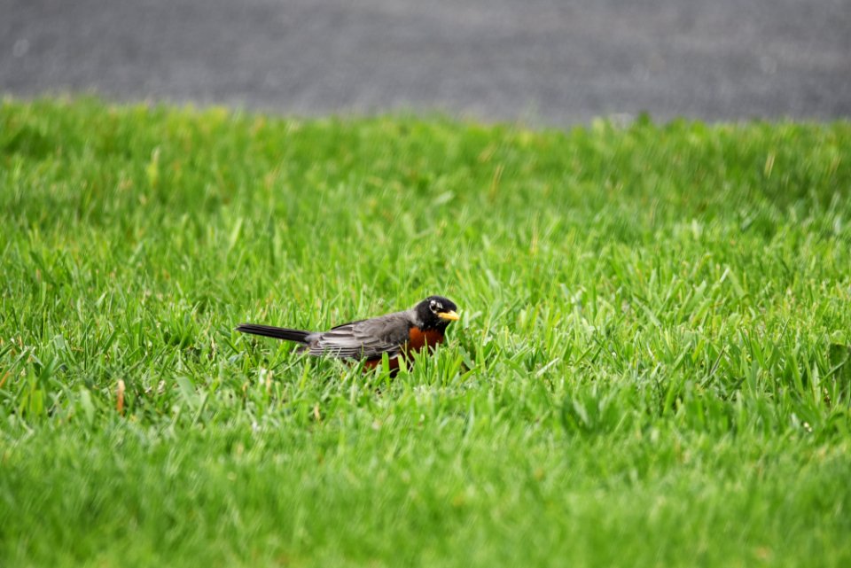 American robin searching for worms on the lawn photo