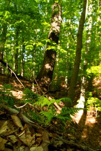 Broad Beechfern photo