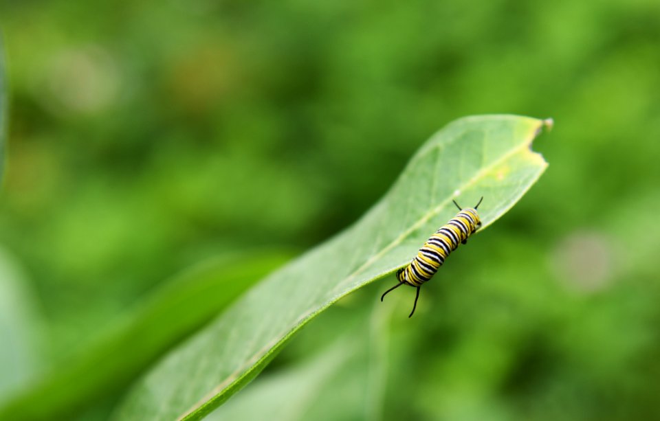 Monarch Caterpillar on Common Milkweed