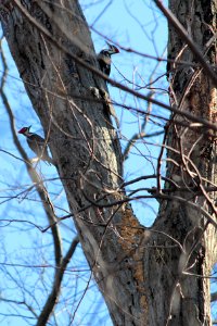 Pileated woodpeckers photo