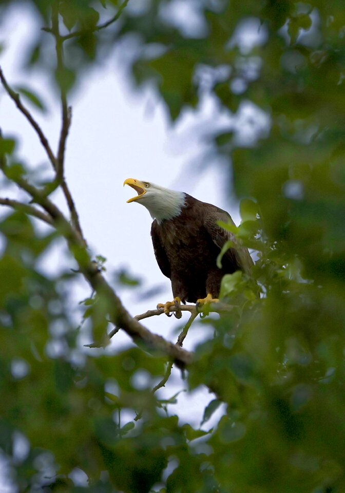 Sky bald bird