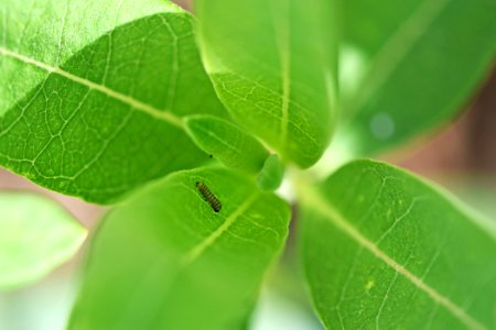 Monarch caterpillar on common milkweed photo