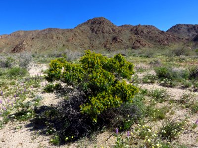 Cottonwood Spring with Wildflowers at Joshua Tree NP in CA