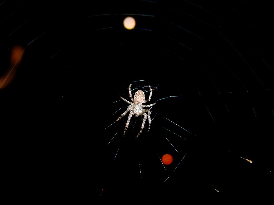 Spinne in der Nacht
