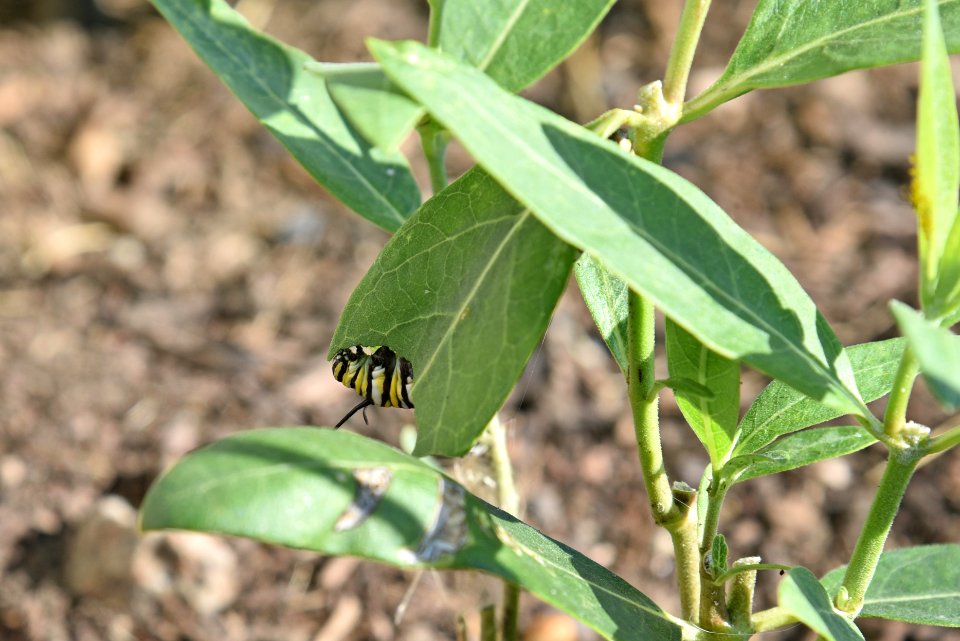 Monarch caterpillar on common milkweed