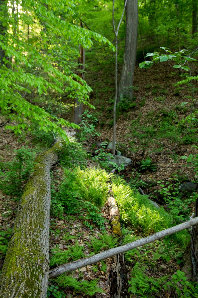 Basic Mesic Hardwood Forest