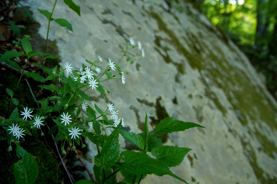 Star Chickweed on Rock Outcrop