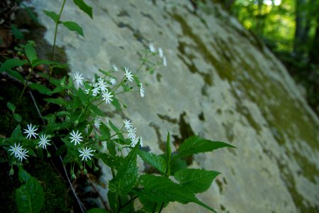 Star Chickweed on Rock Outcrop photo
