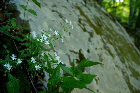 Star Chickweed on Rock Outcrop