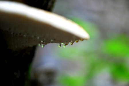 Water drops under a mushroom