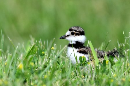 Young Killdeer