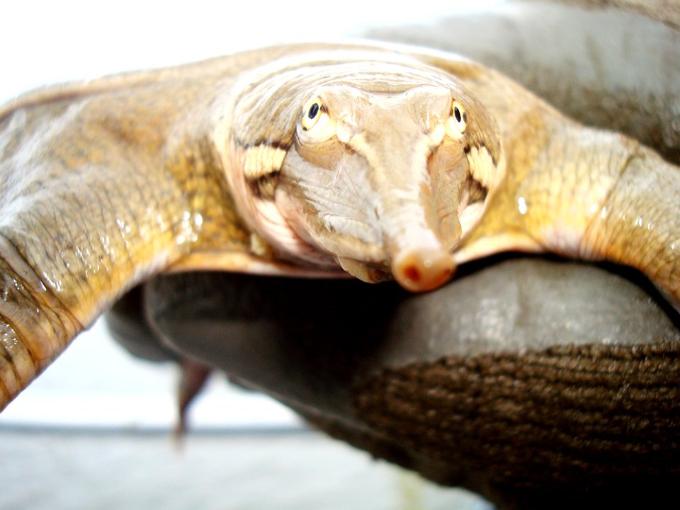 Smooth Softshell Turtle on the Mississippi River