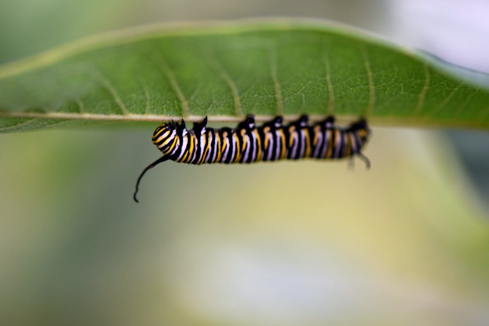 Monarch Caterpillar on Common Milkweed