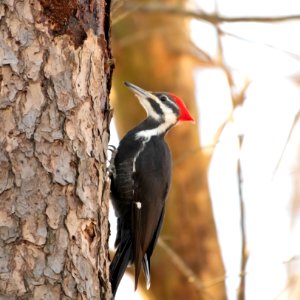 Pileated Woodpecker photo