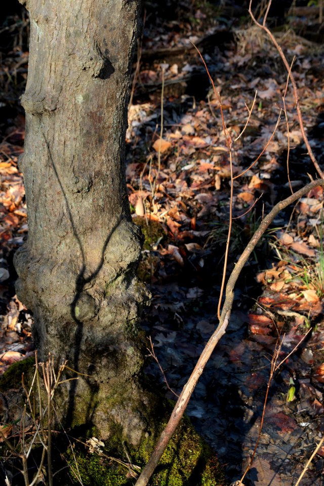 Red Maple Seepage Swamp