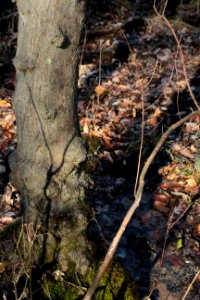 Red Maple Seepage Swamp photo