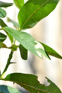Monarch chrysalis on common milkweed (day 12) photo