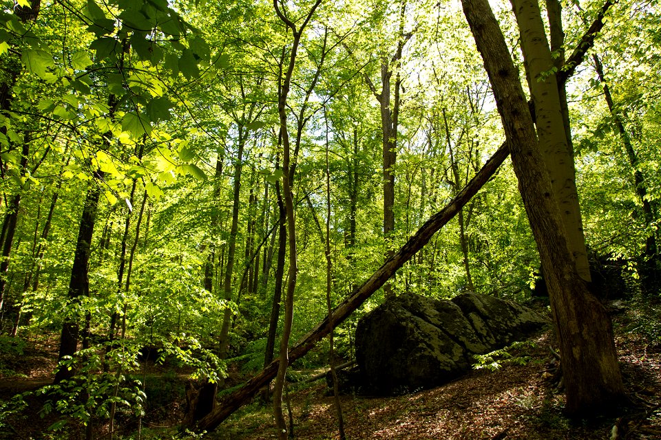 Laurel Formation bedrock outcrops