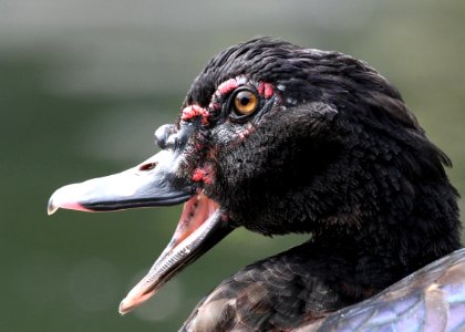 Muscovy Duck photo