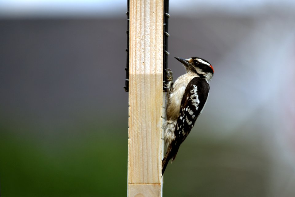 Downy woodpecker on a suet feeder