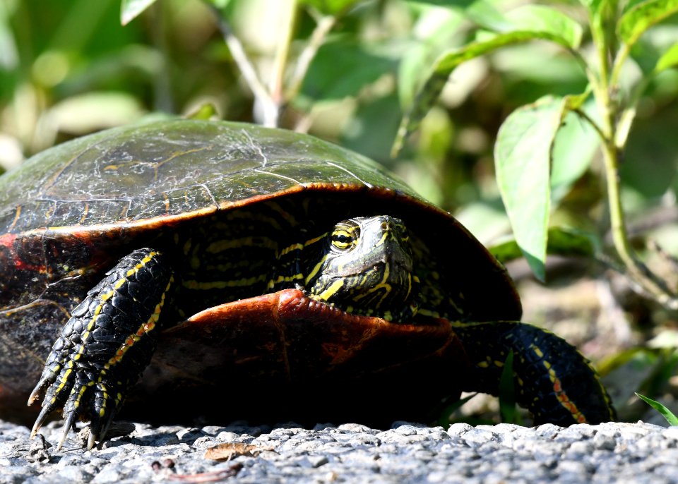 Painted Turtle