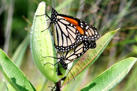 Mating Monarch Butterflies photo