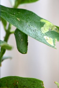 Monarch chrysalis on common milkweed (day 10) photo