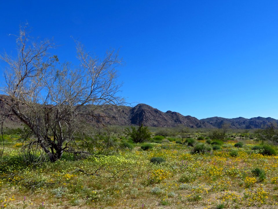 Cottonwood Spring with Wildflowers at Joshua Tree NP in CA