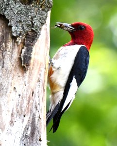 Red-headed woodpecker photo