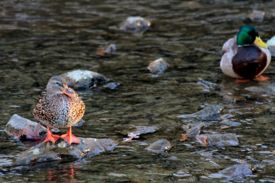 Female and male mallard ducks