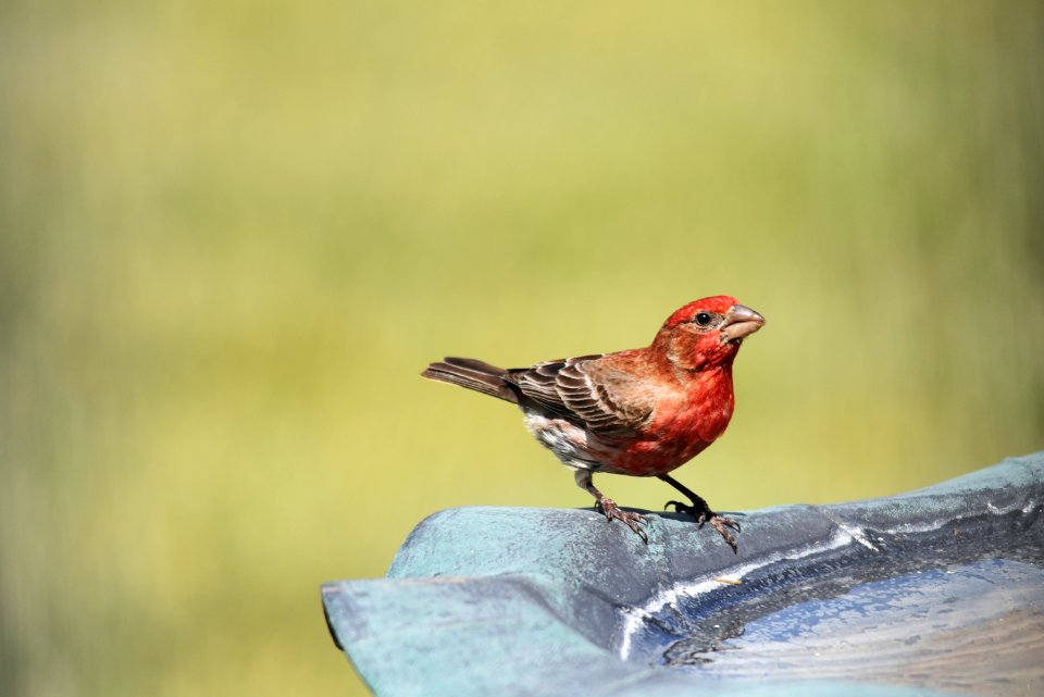 House finch photo