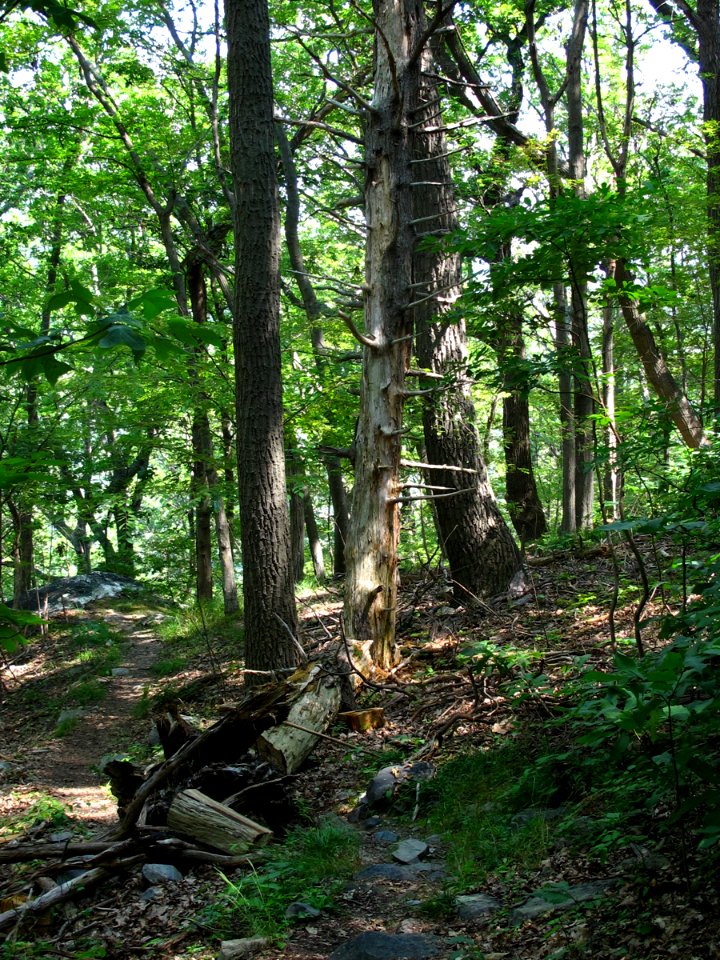 Eastern Hemlock - Hardwood Forest at Harpers Ferry NHP