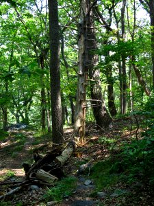 Eastern Hemlock - Hardwood Forest at Harpers Ferry NHP