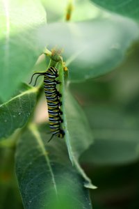 Monarch caterpillar and oleander aphids on common milkweed photo