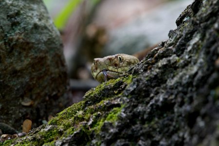 Timber Rattlesnake