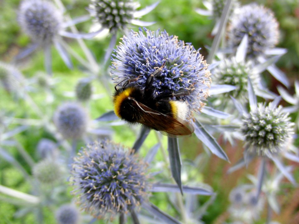 Hummel