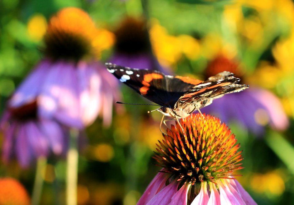 Red admiral on purple coneflower