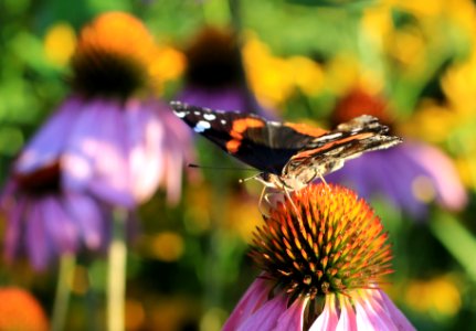 Red admiral on purple coneflower photo